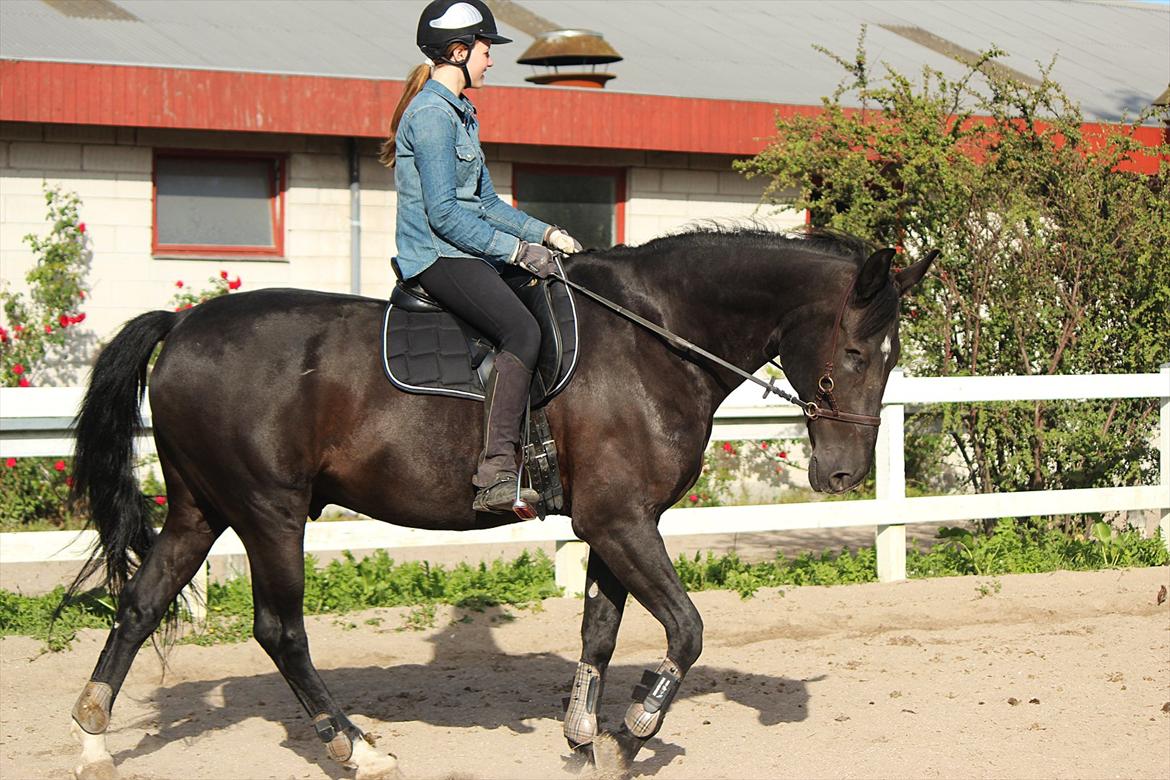Oldenborg Felix - D.28/6-2012.. Dressur i Sidepull <3 han var super fin den dag :D billede 6