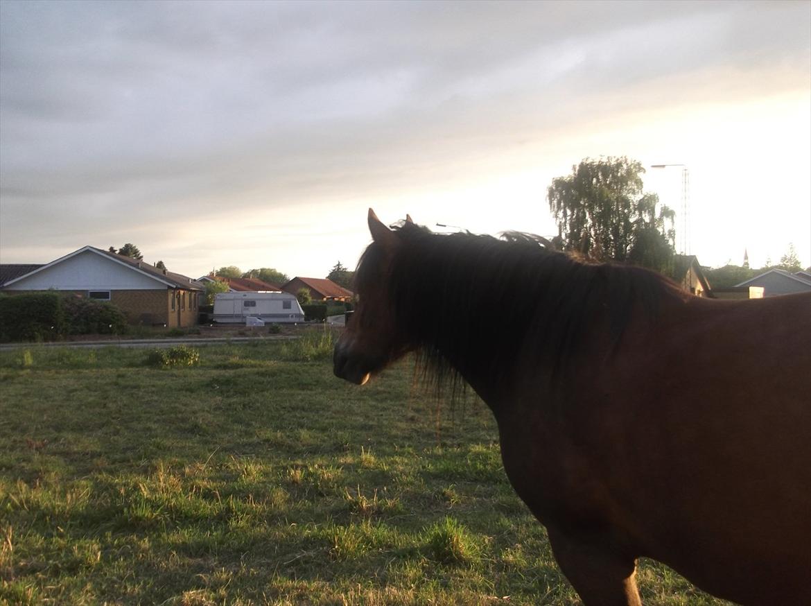 Connemara Baltazar The Superstar billede 3