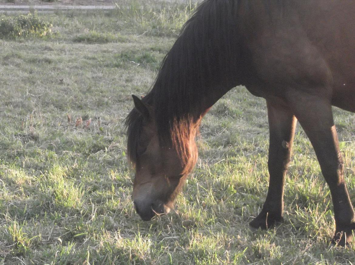 Connemara Baltazar The Superstar billede 4