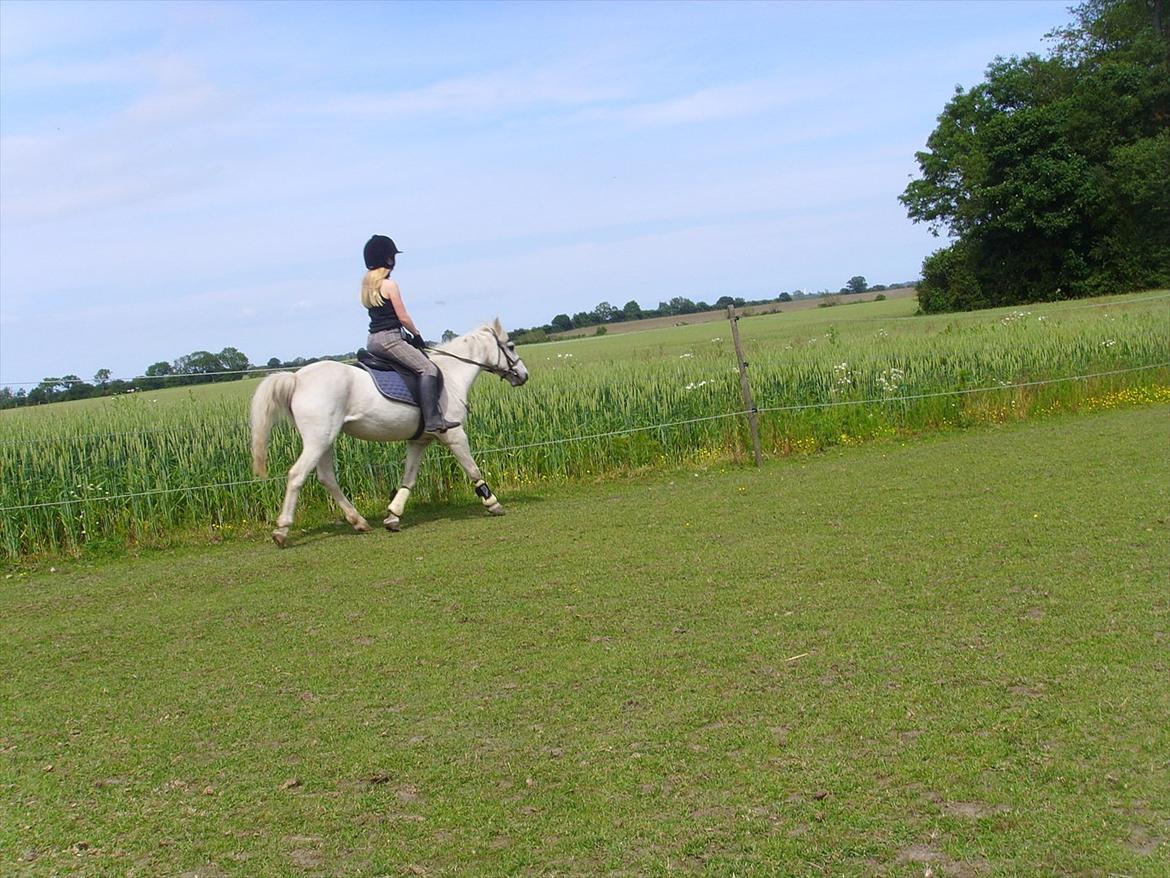 Welsh Mountain (sec A) Bianca billede 15