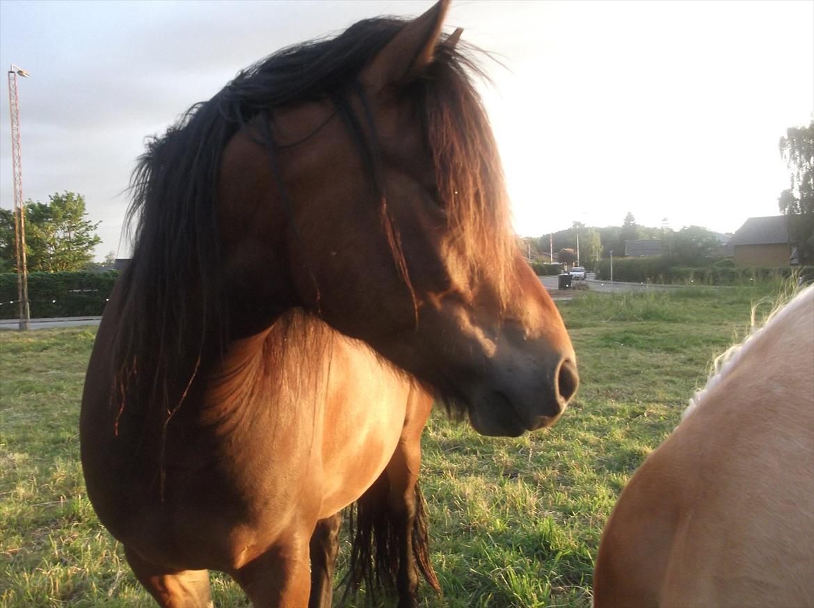 Connemara Baltazar The Superstar billede 2