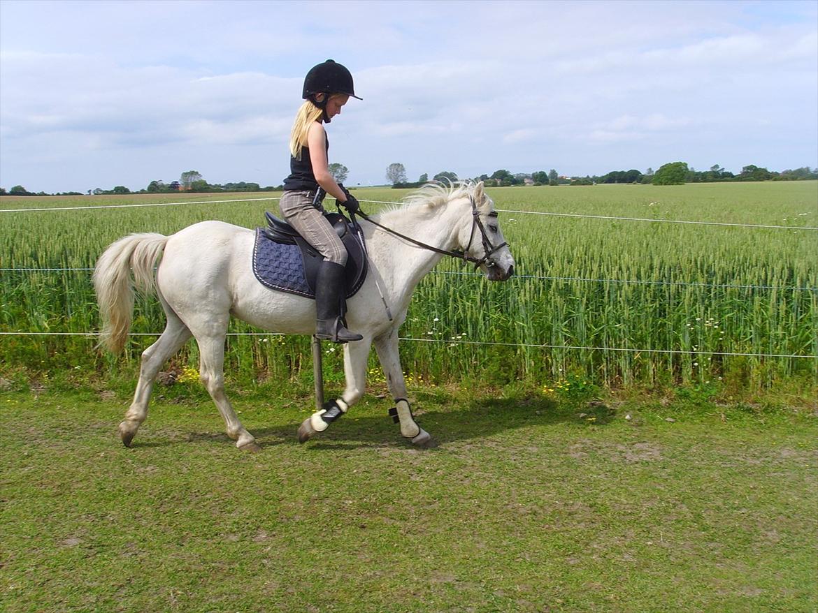 Welsh Mountain (sec A) Bianca billede 18