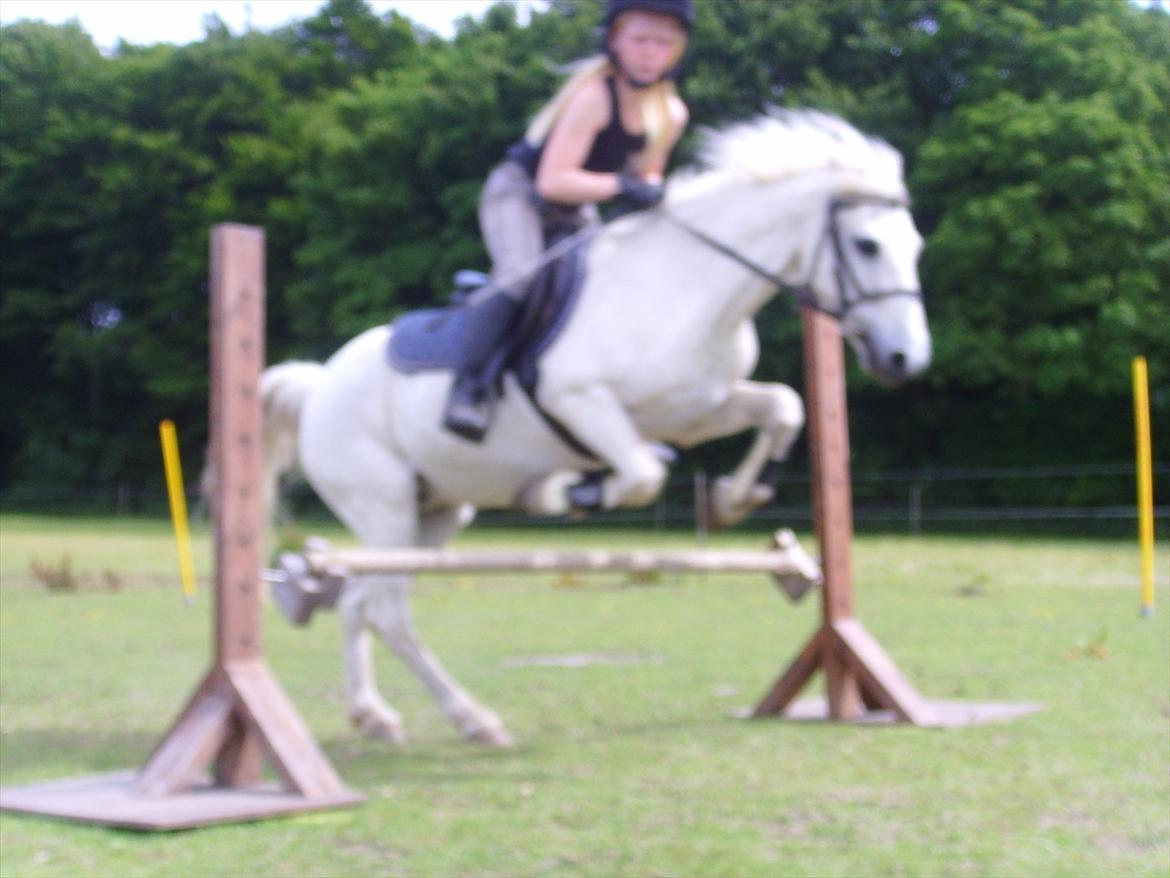 Welsh Mountain (sec A) Bianca - Undskyld kvaliteten syntes bare billedet var såå fint alligevel:) billede 19