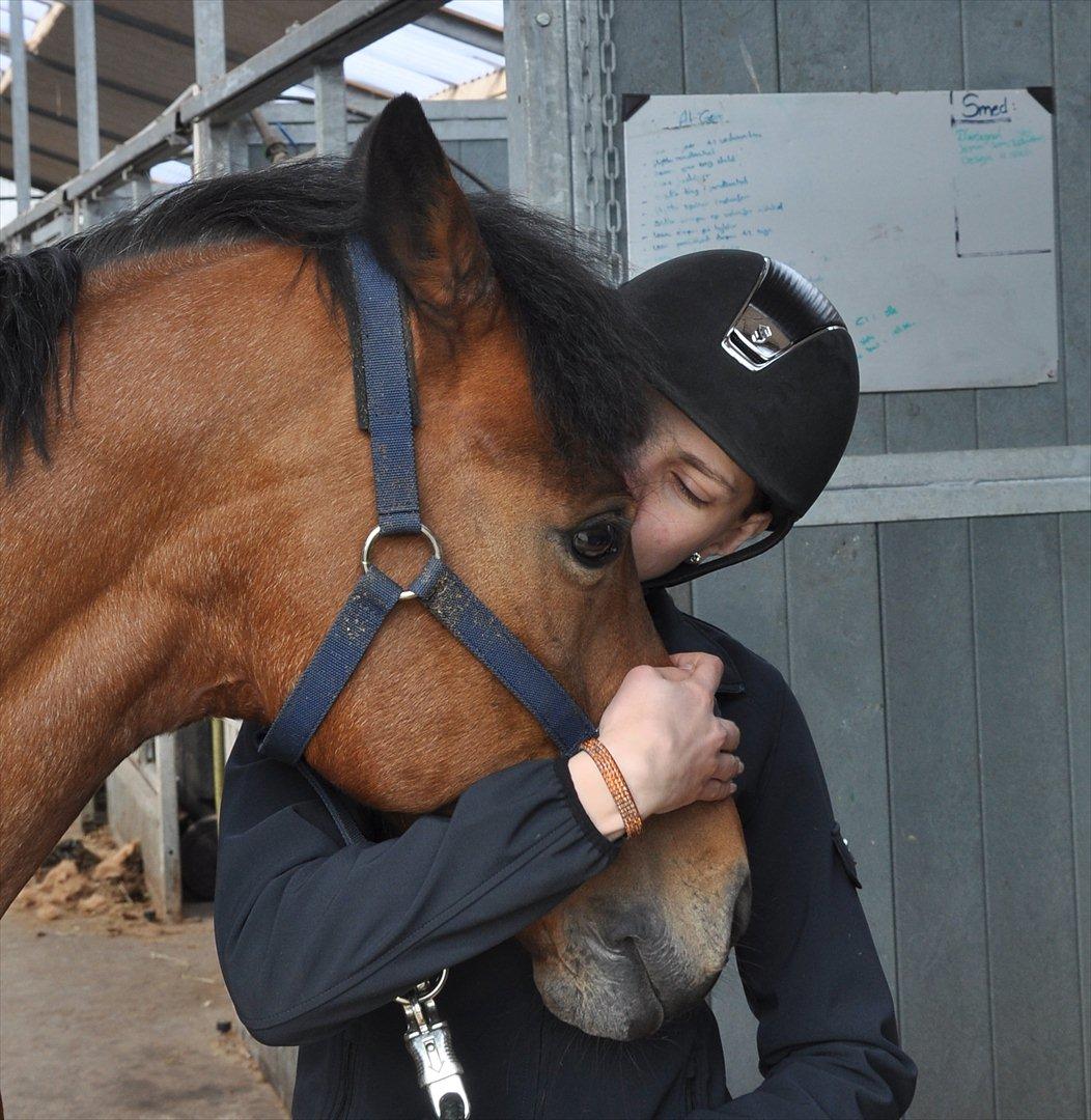 Welsh Partbred (Sec F) Marieton's Sanssousi - Miss you dear! <3 Foto: Mutti billede 1