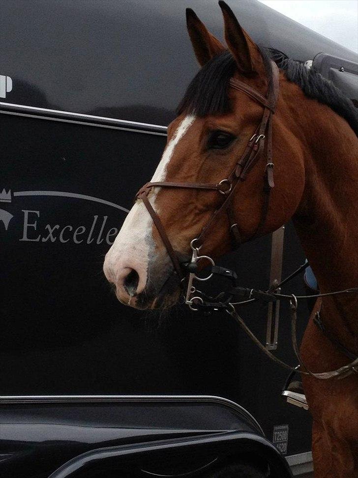 Holstener Campari (solgt til USA) billede 15