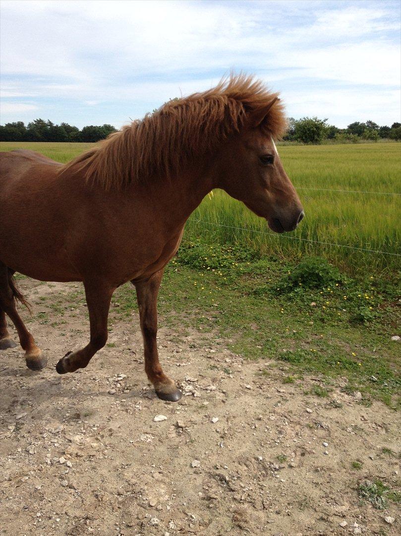 Islænder Friða fra Hellum  billede 18