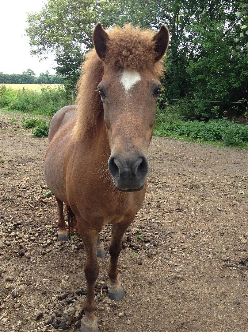 Islænder Friða fra Hellum  billede 19