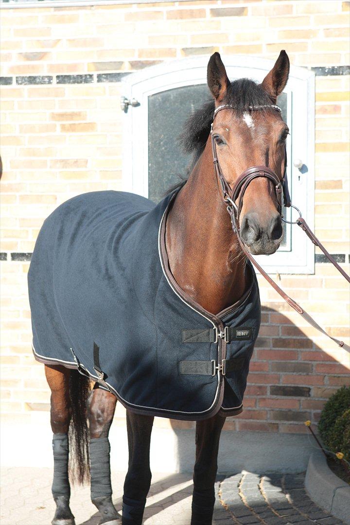Dansk Varmblod Michellina (Fie) - Fie RBH model 2011 billede 15
