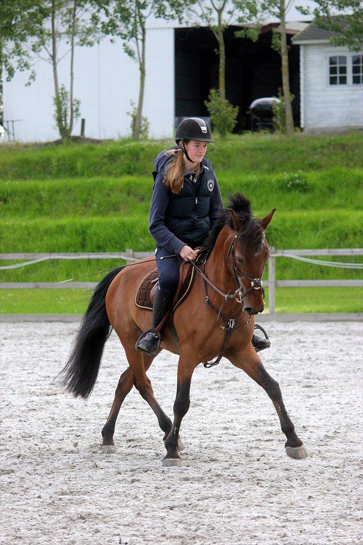 Anden særlig race Bip Bip - DRØMMEPONYEN - To me you are more than perfect. billede 15