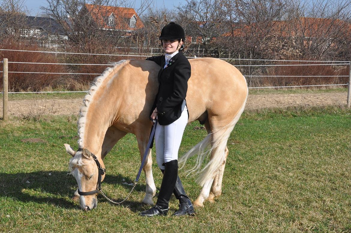 Tysk Sportspony FS Concorde SPH 179 R.I.P <3 - Velfortjent pause efter LA1 til 73% <3 billede 2