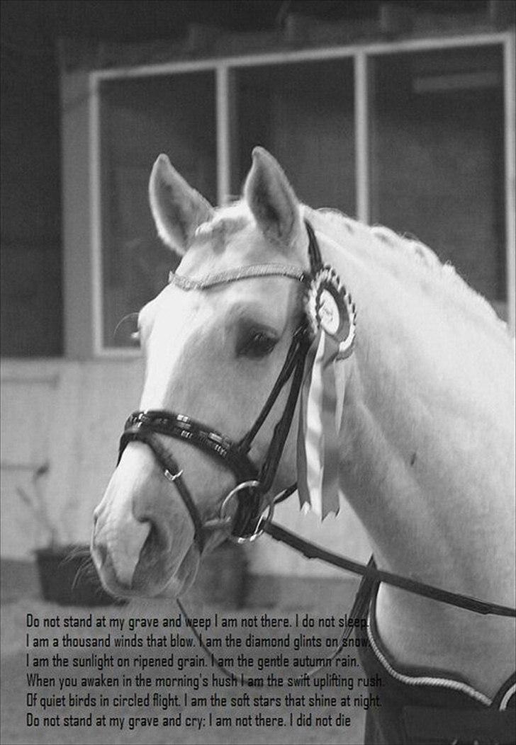 Tysk Sportspony FS Concorde SPH 179 R.I.P <3 - Ååårh jeg svaner dig! <3 billede 6