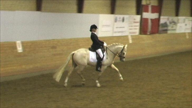 Tysk Sportspony FS Concorde SPH 179 R.I.P <3 - Championat 2010 billede 4