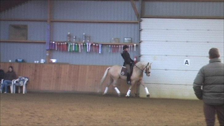 Tysk Sportspony FS Concorde SPH 179 R.I.P <3 - Fantastisk til Træningen <3 billede 15