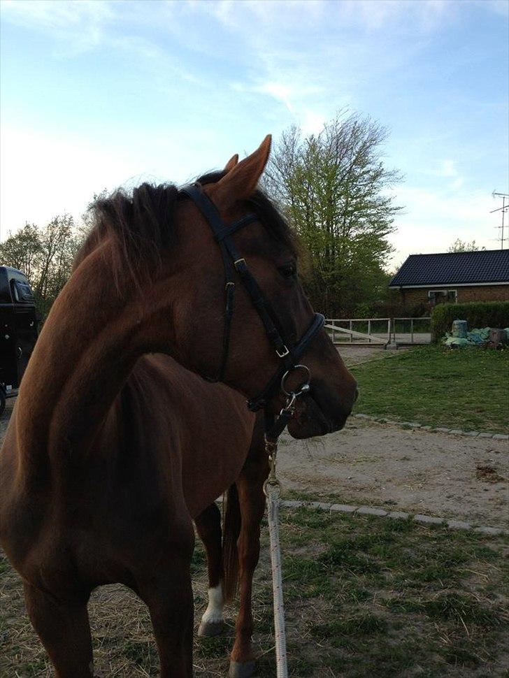 Traver Napoleon The Great - 3.maj 2012 billede 1