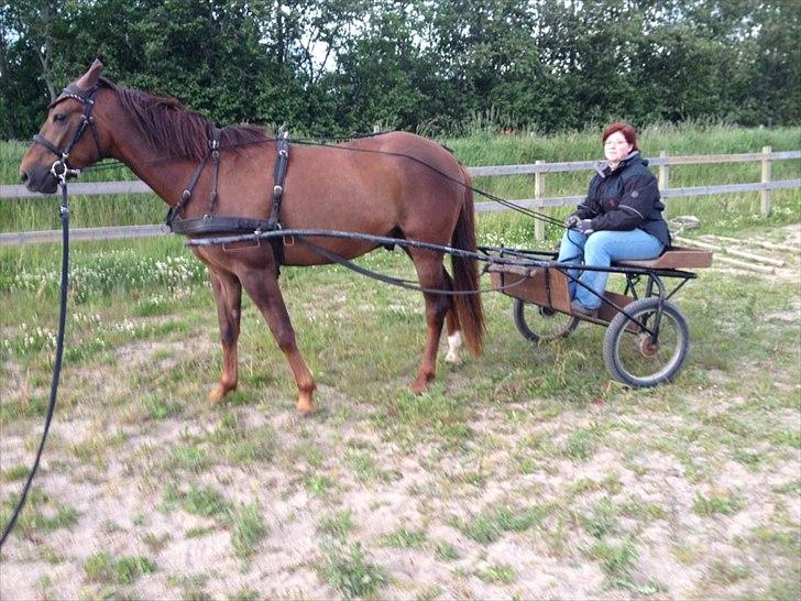 Traver Napoleon The Great - 4.juni 2012 første gang vi "kører" billede 2