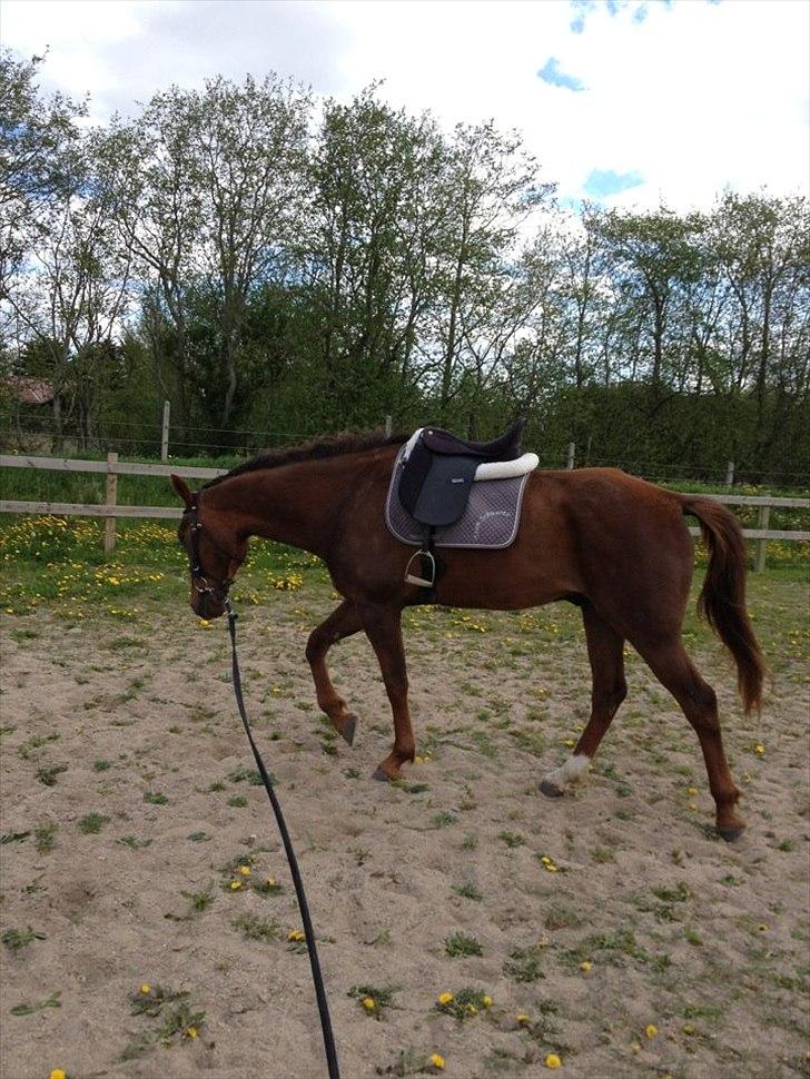 Traver Napoleon The Great - Med sadel 6.maj 2012 billede 3