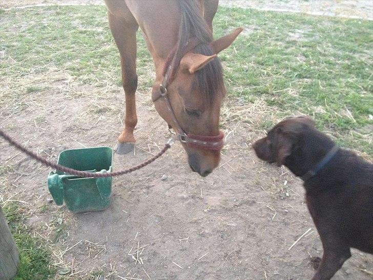 Traver Napoleon The Great - Napoleon og Felix hygger 5.juni billede 4