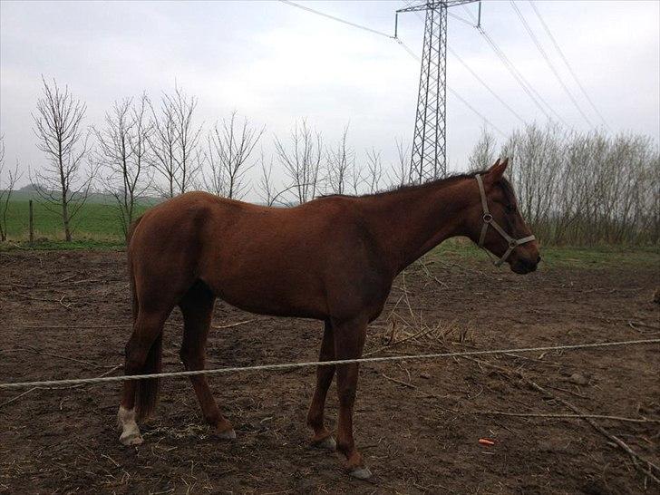 Traver Napoleon The Great - Dagen efter han kom 15.april 2012 billede 5