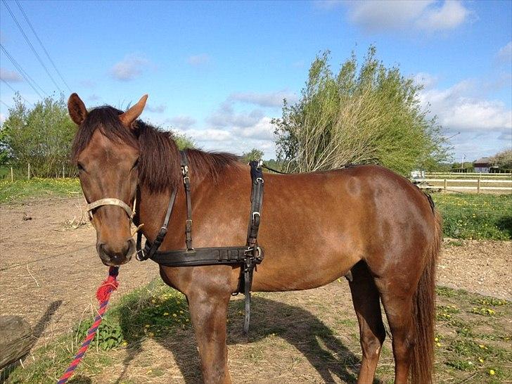 Traver Napoleon The Great - Første gang med sele 18.maj 2012 billede 6