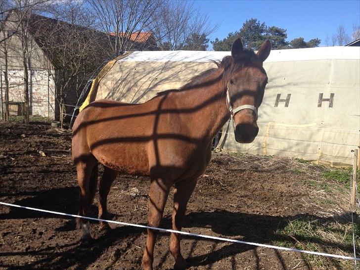Traver Napoleon The Great - apoleon første gang jeg så ham 5.april 2012 billede 7
