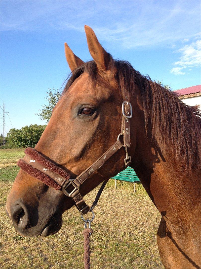 Traver Napoleon The Great billede 8