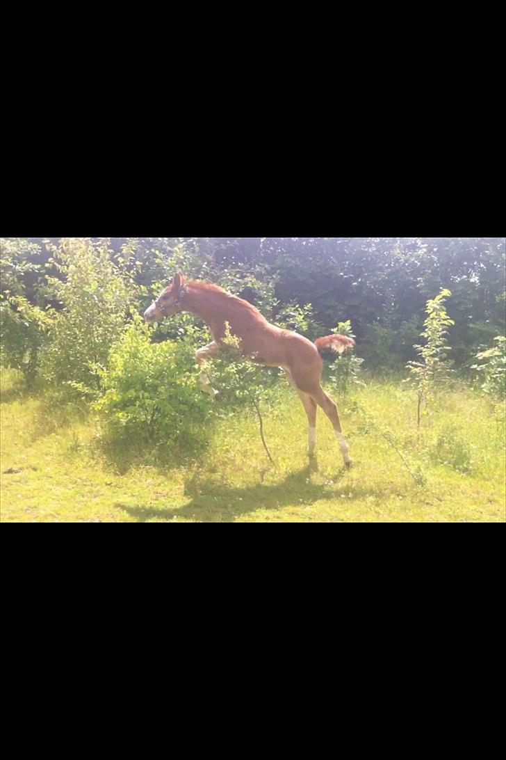 Dansk Varmblod olymbrio's empire state of mind billede 7