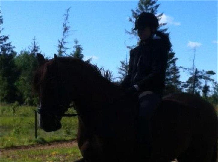 Arabisk fuldblod (OX) GKV`S Cassanova <3  billede 4