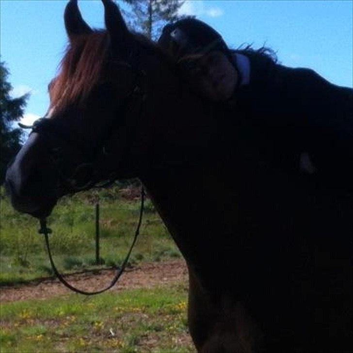 Arabisk fuldblod (OX) GKV`S Cassanova <3  billede 5