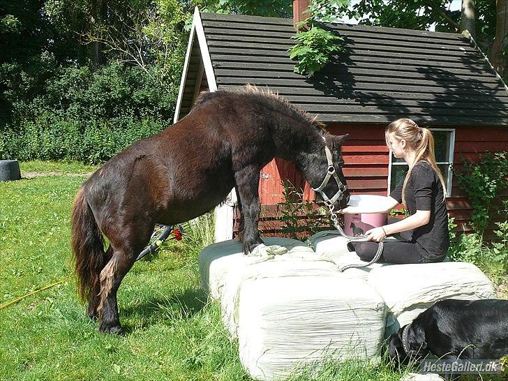 Shetlænder Ravnsagergaards Musse (Mulle) <3 - Mulle går på wrab baller:-D billede 3