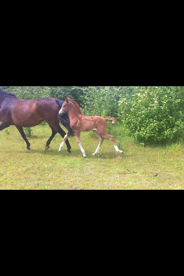 Dansk Varmblod olymbrio's empire state of mind billede 19