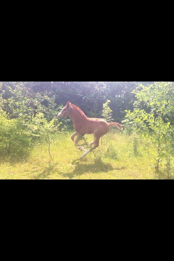 Dansk Varmblod olymbrio's empire state of mind billede 20