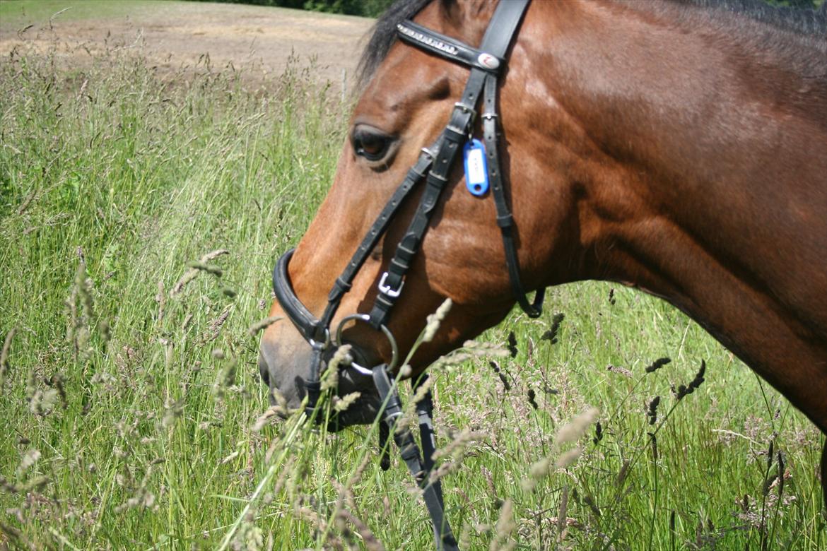 Welsh Cob (sec D) Ciska*prinsessen* [Red] billede 5