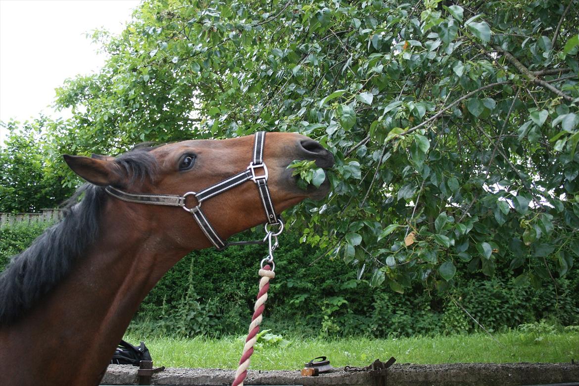 Welsh Cob (sec D) Ciska*prinsessen* [Red] billede 8