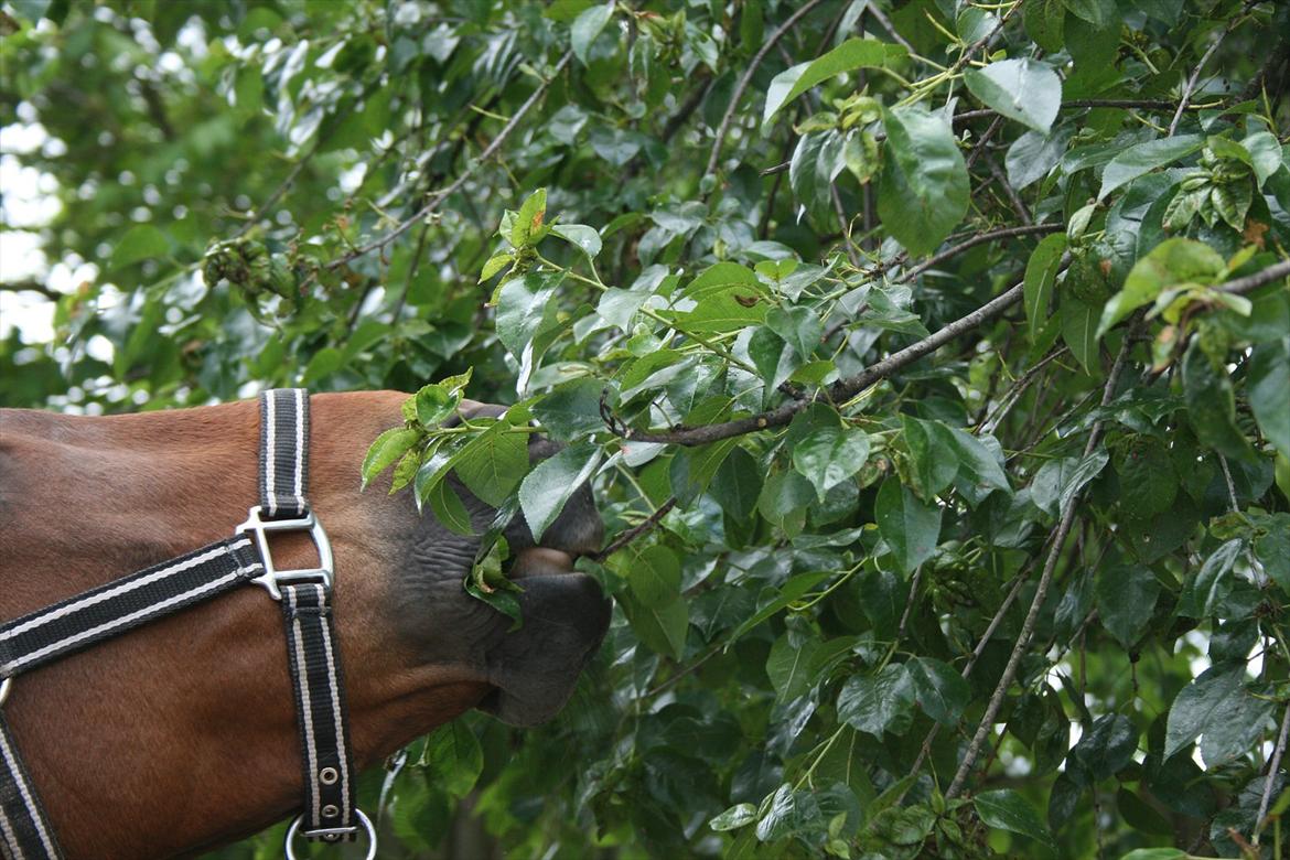 Welsh Cob (sec D) Ciska*prinsessen* [Red] billede 9