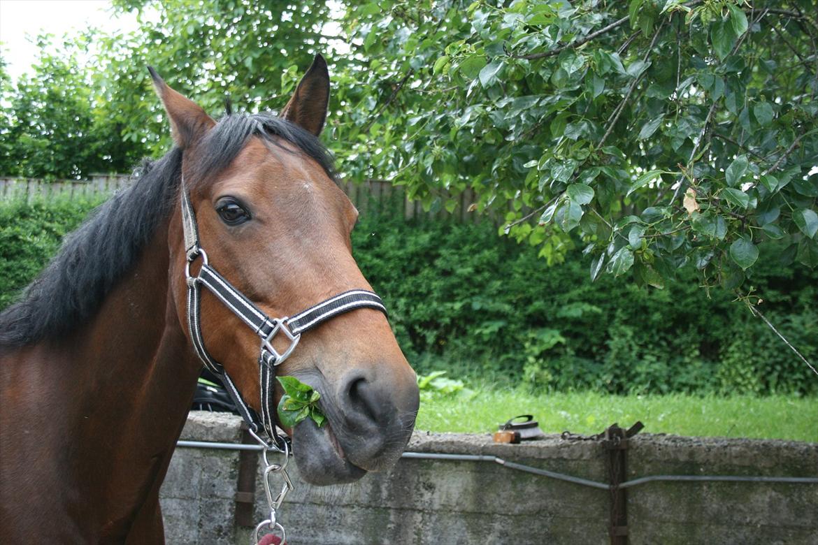 Welsh Cob (sec D) Ciska*prinsessen* [Red] billede 10