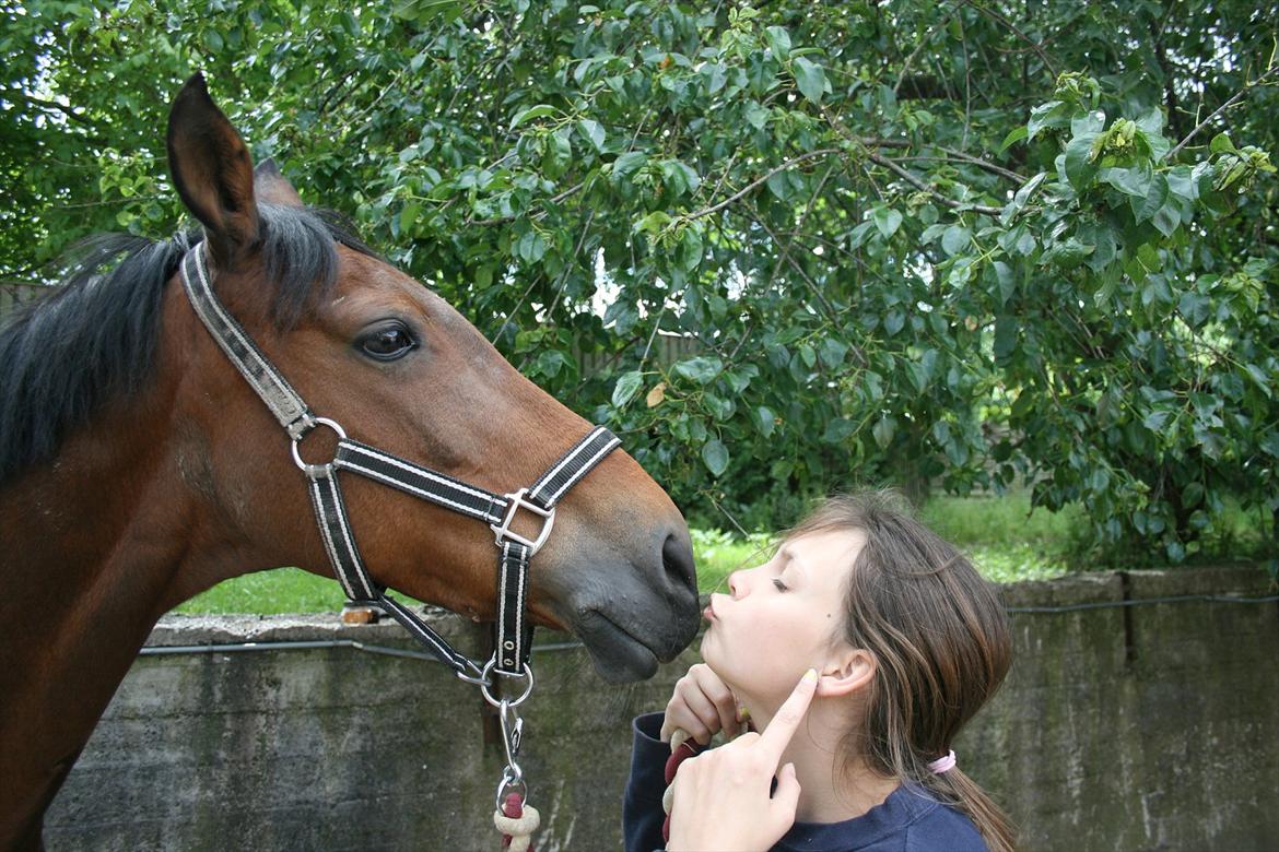 Welsh Cob (sec D) Ciska*prinsessen* [Red] billede 11