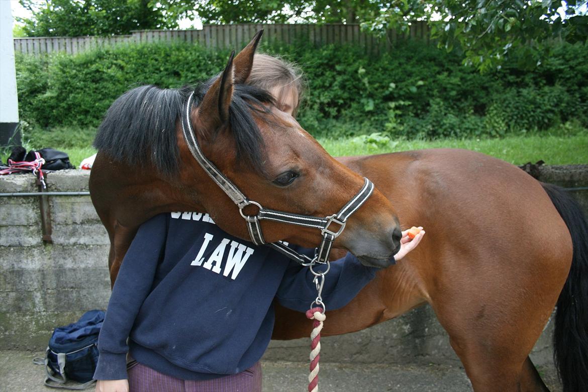 Welsh Cob (sec D) Ciska*prinsessen* [Red] billede 12