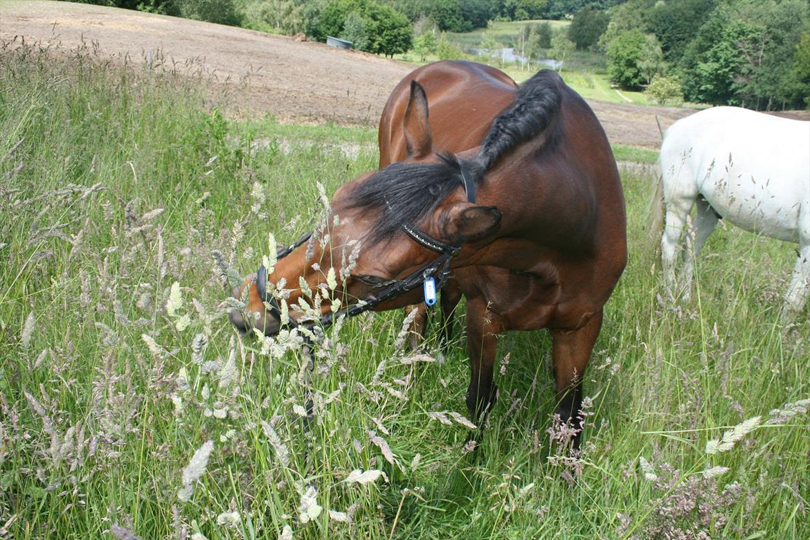 Welsh Cob (sec D) Ciska*prinsessen* [Red] billede 4