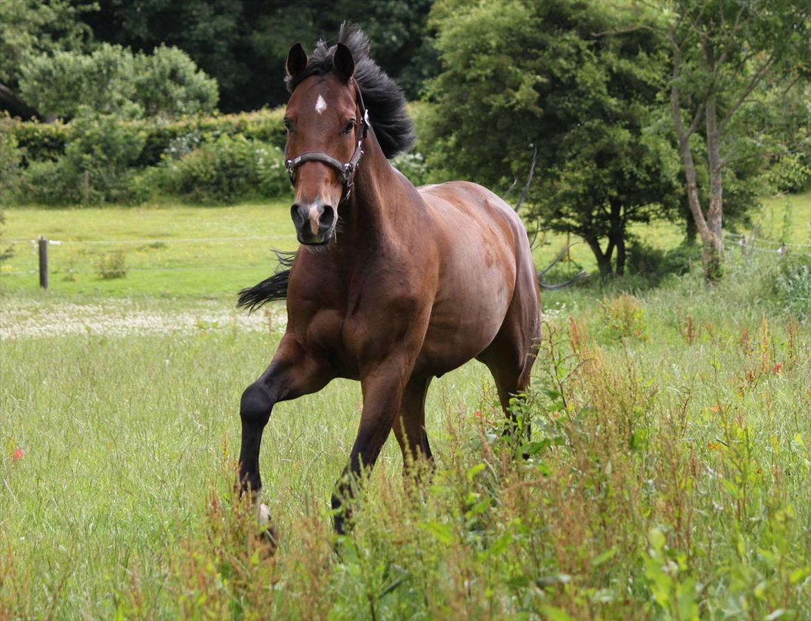 Hannoveraner Little Mr. Sunshine - Min frække basse <3 29. juni 2012 billede 10