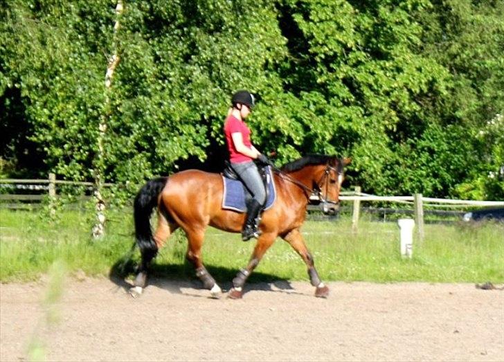 Hollandsk Sportspony Lykkebjerggård's Regal (SOLGT) - Fantastisk pony i en lækker trav :D Dressurtræning: 20-6-2012 billede 3
