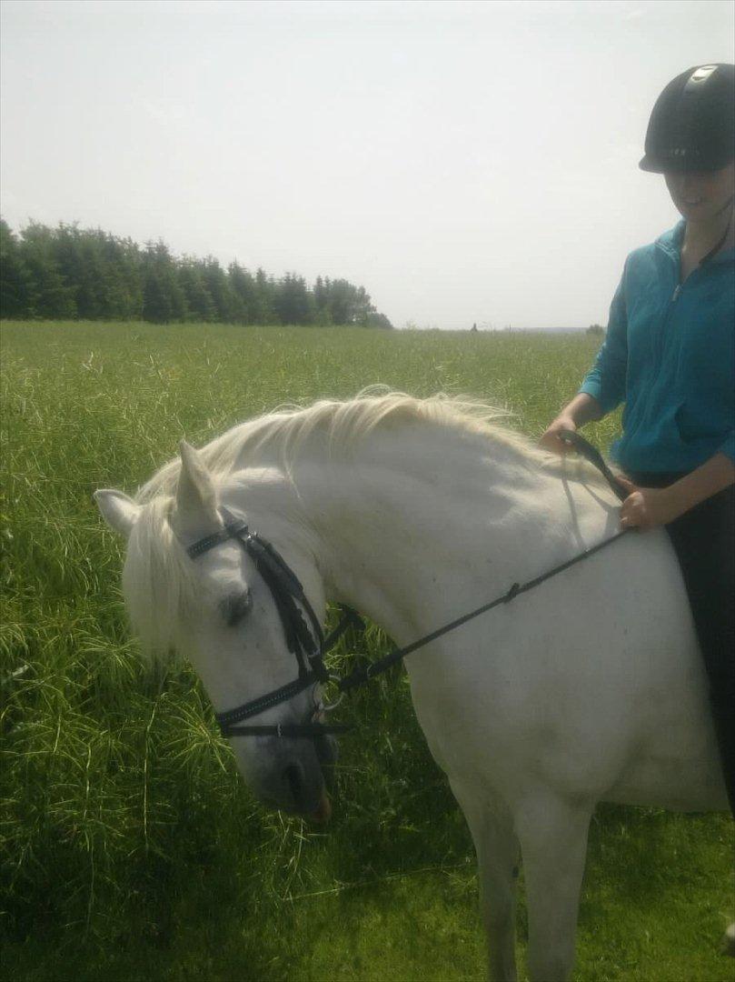 Welsh Pony (sec B) Prinzess of Beauty queen ( Pony) R.I.P billede 13