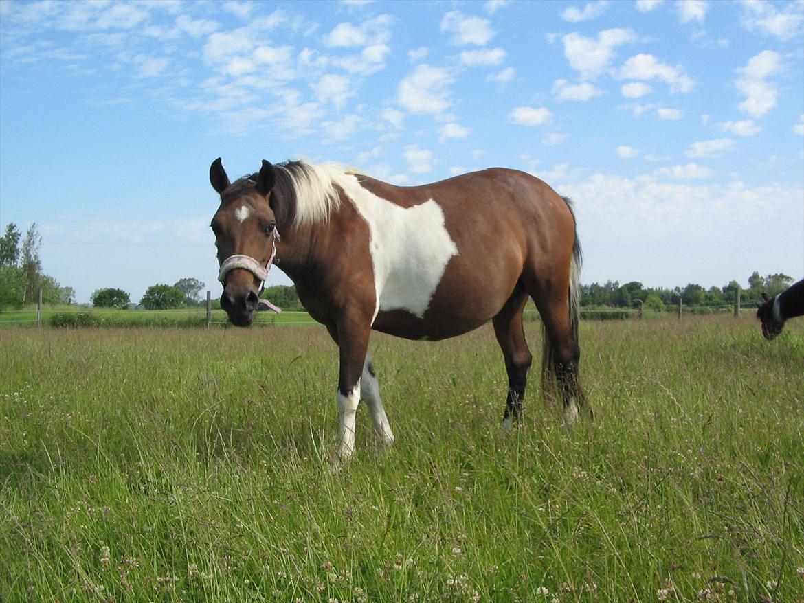 Pinto Kærgaards Couler Lady billede 1