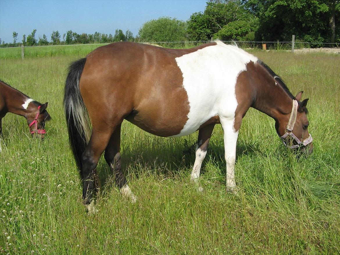 Pinto Kærgaards Couler Lady billede 2