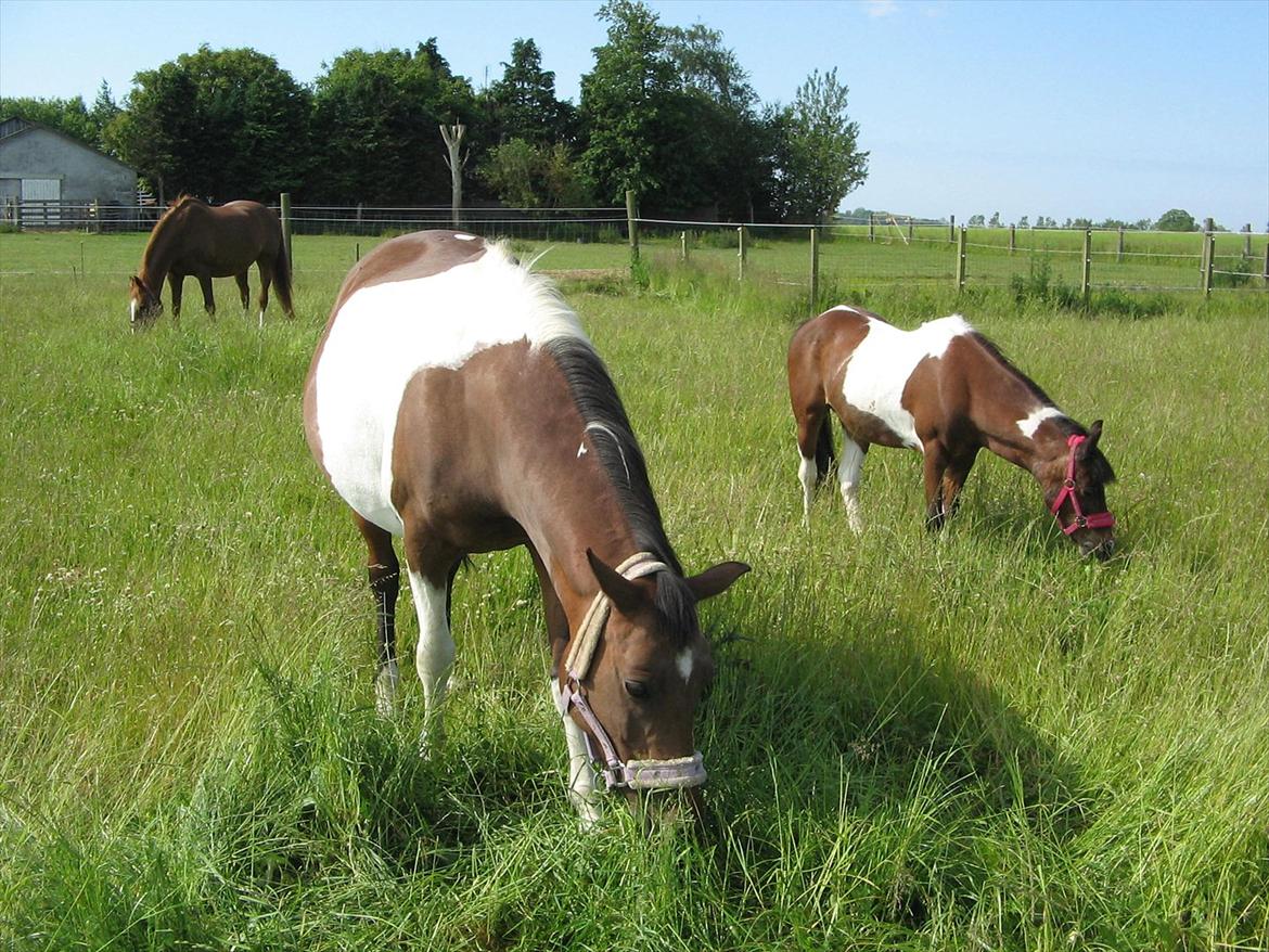Pinto Kærgaards Couler Lady - - endelig på sommer græs med flokken. billede 3