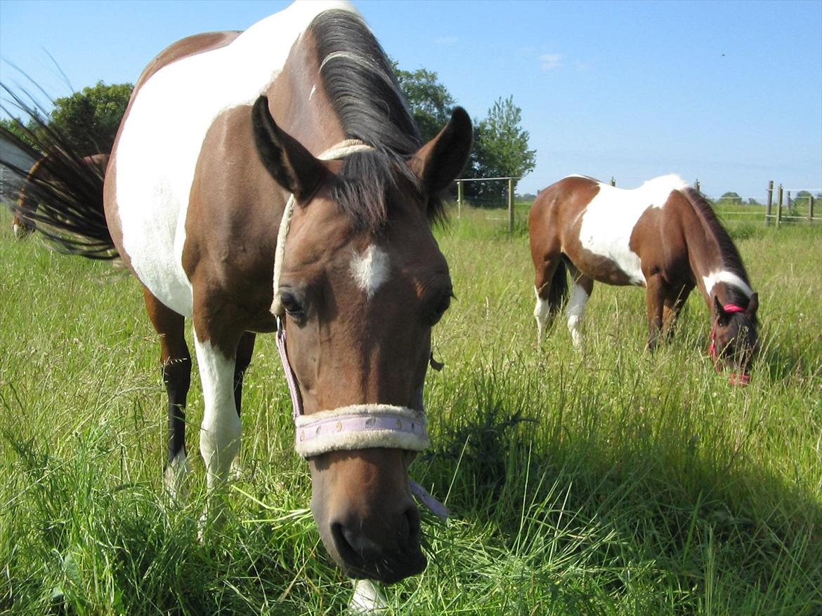 Pinto Kærgaards Couler Lady billede 4