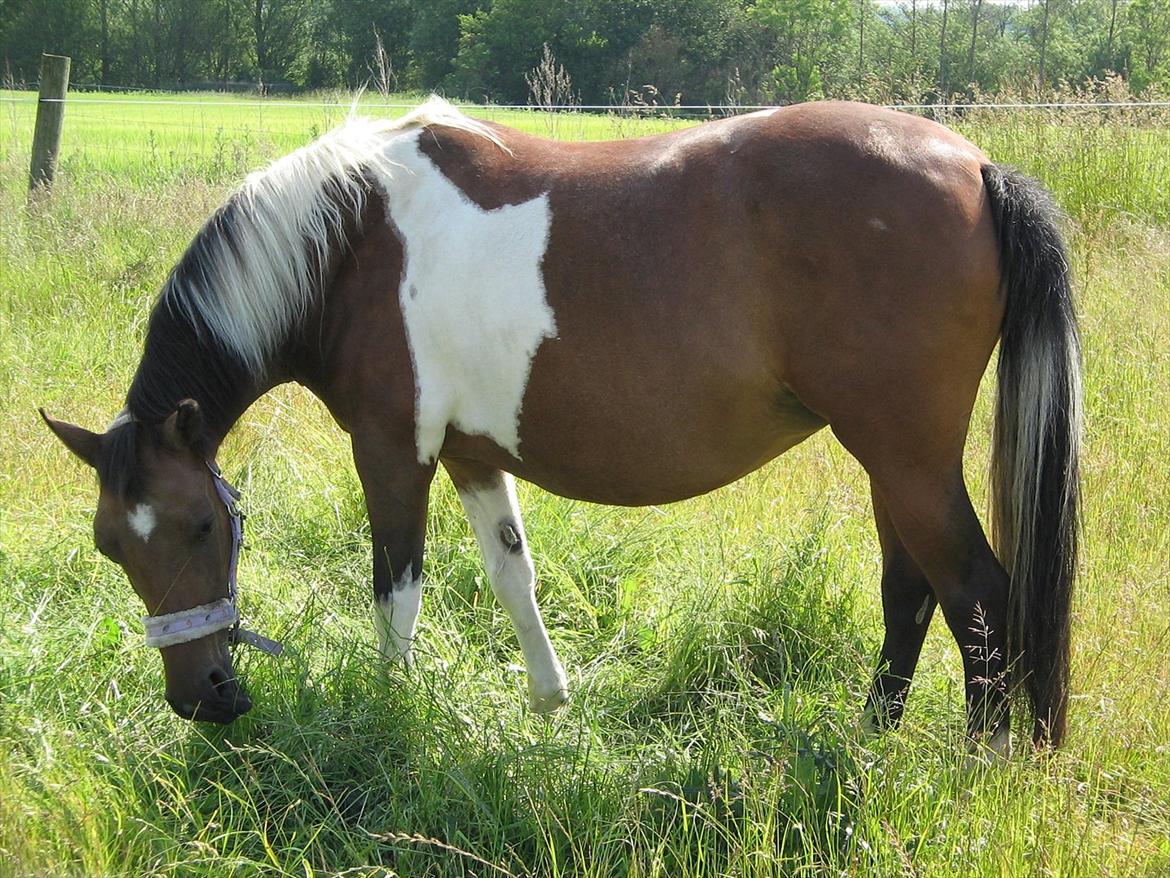 Pinto Kærgaards Couler Lady billede 5