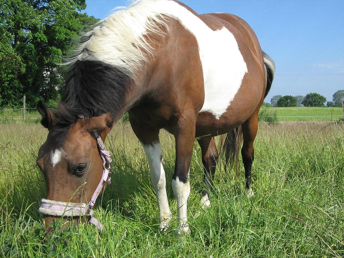 Pinto Kærgaards Couler Lady billede 6