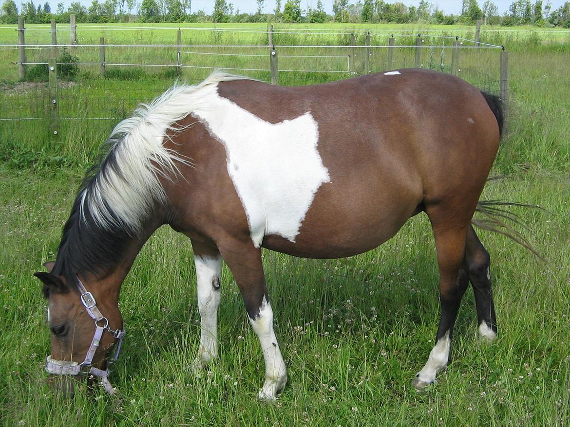 Pinto Kærgaards Couler Lady billede 7