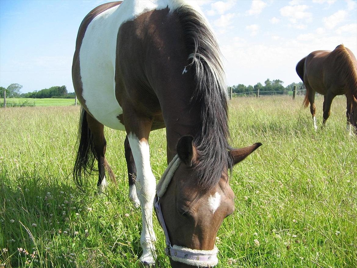 Pinto Kærgaards Couler Lady billede 8