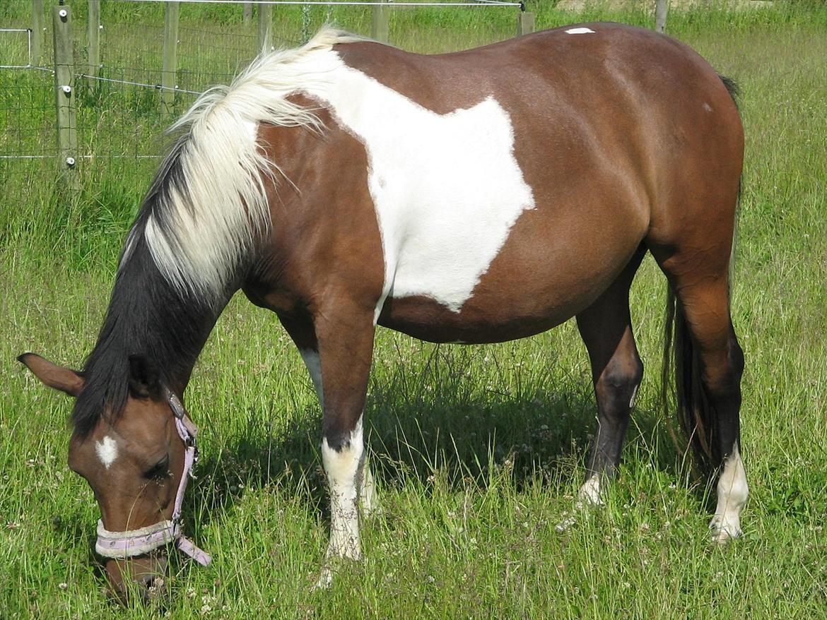Pinto Kærgaards Couler Lady - -3 uger til termin billede 9